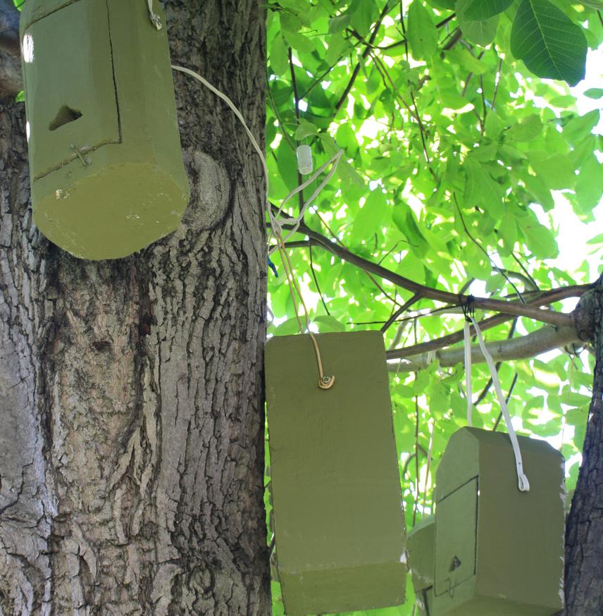 Summer bat boxes.