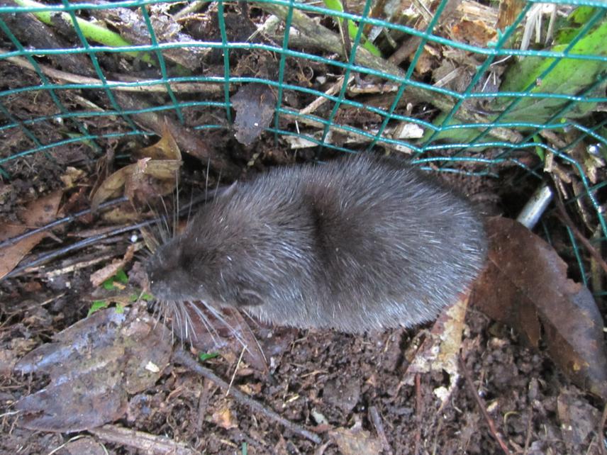 Nimba Otter Shrew.