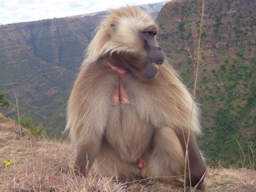 A group leader, Arsi Gelada. Photo by Amera.