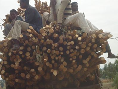 Timber Woods of Eucalyptus cut and sold by farmers from around Chilimo forest and transported to Addis Ababa ©Habte Telila