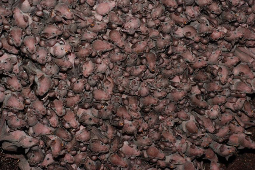Baby bats.