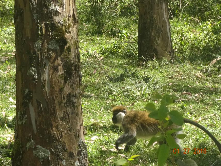 Bale monkey Gezehagne.