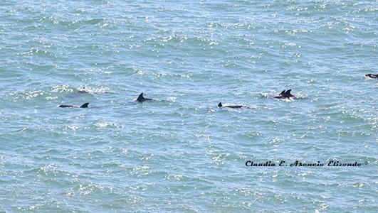 Bottlenose dolphin (Tursiops truncatus).
