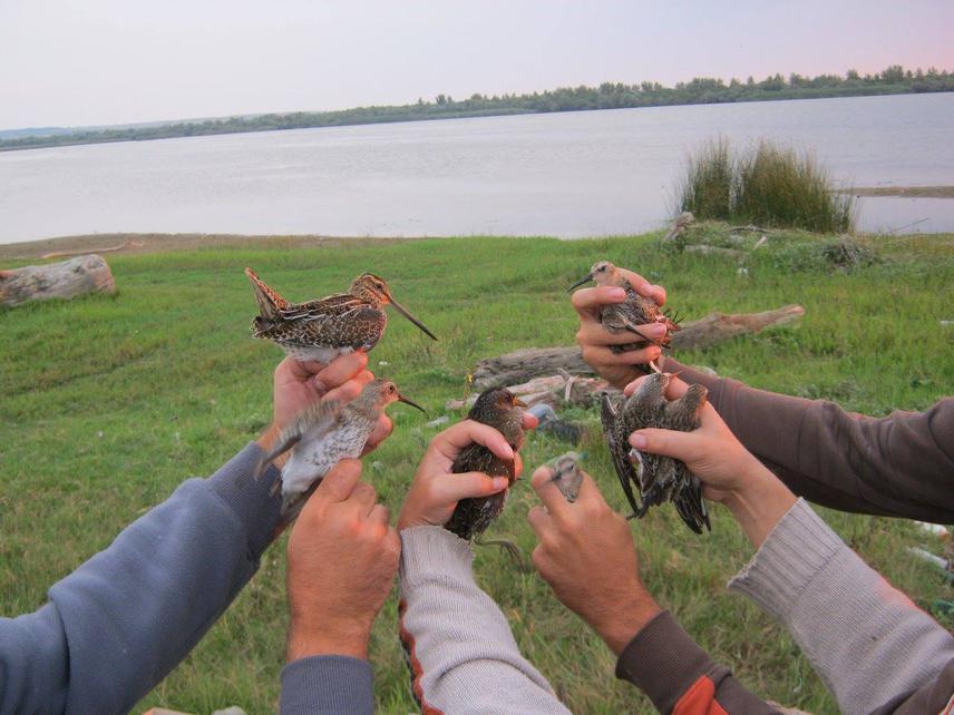 Bird ringing.