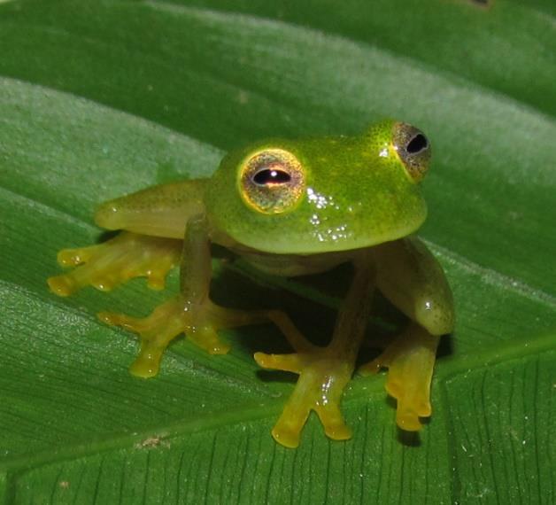 Hyalinobatrachium fleischmanni.