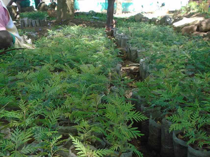 Assorted seedlings for tree planting event.