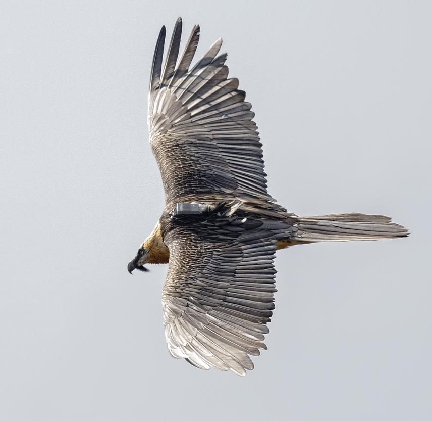 Bearded Vulture (Durga) flying with transmitter. © Robert DeCandido