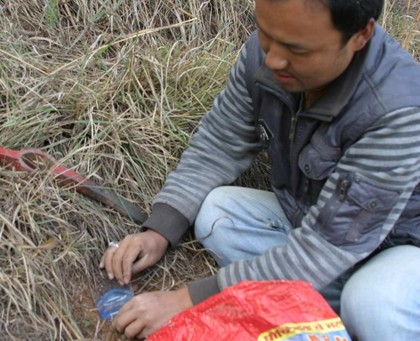 Pitfall method of collecting spider sample from forest.
