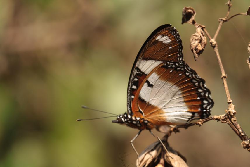 Danaid Eggfly.