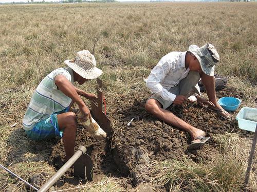 Local team at AP using custom made plate to dig small pits of standard size to assess number of underground tubers.