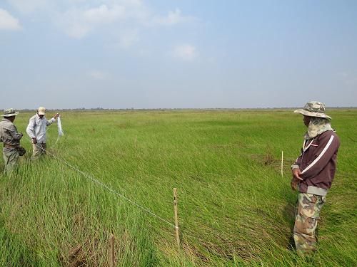 Local team at ATT  preparing enclosed plot under guidance of Sokny.