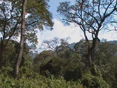 18484-1Forests of WG.jpg
