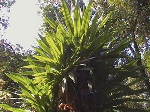 18484-1Forests of WG2.jpg