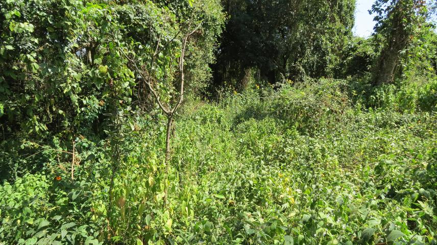 Undergrowth at Ng'arwa village.