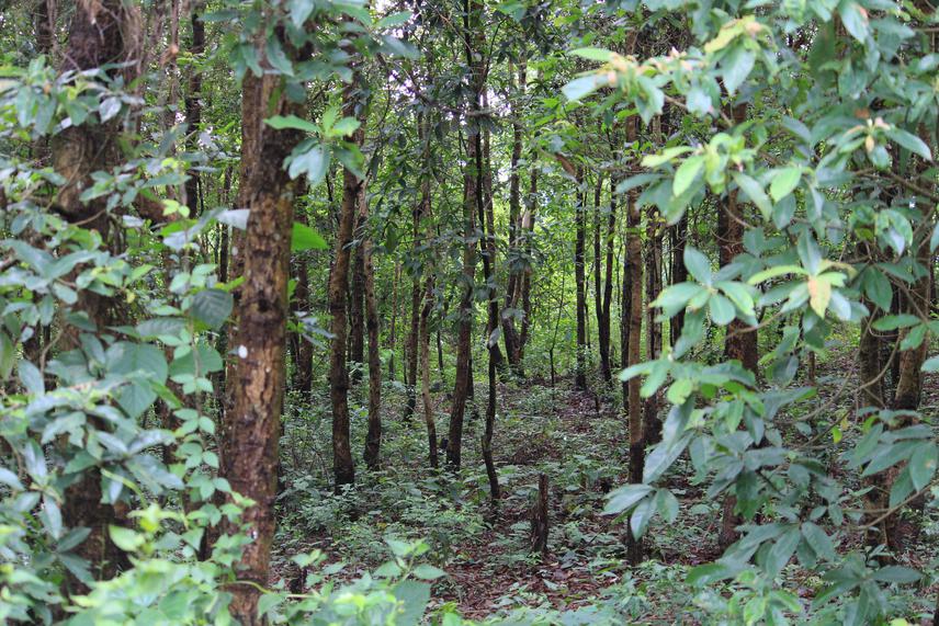 Planted timber species.