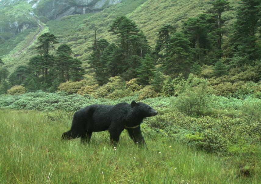 Bear on Camera.