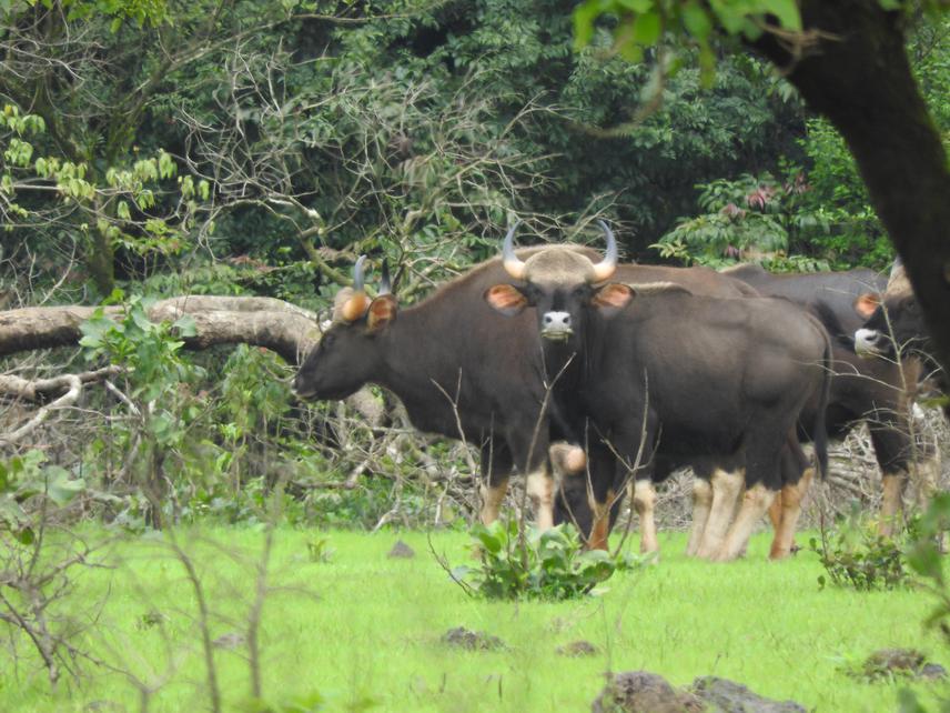 Herd of Gaur.