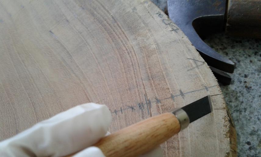 Selection of tree rings, previously dated, for flake extraction.