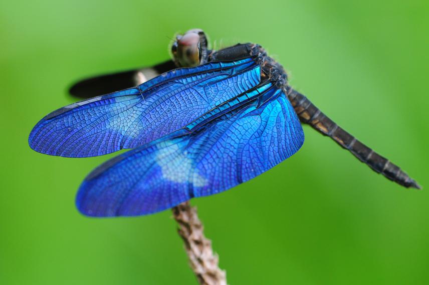 Zenithoptera sp.