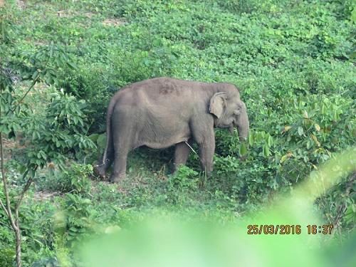 Female elephant Jenni roaming Harapan Rainforest.