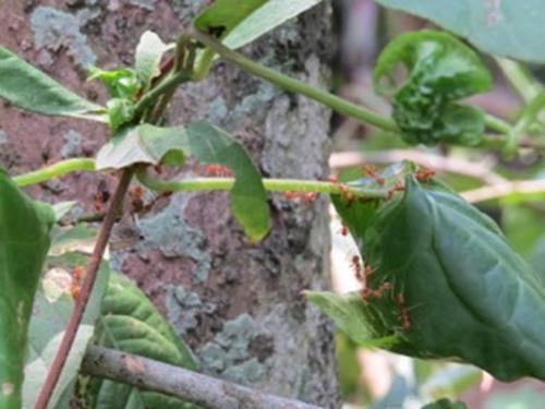 Asian weaver ants carrying prey to their nest.