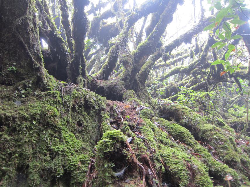Ancient tree in the un-touched forest area.