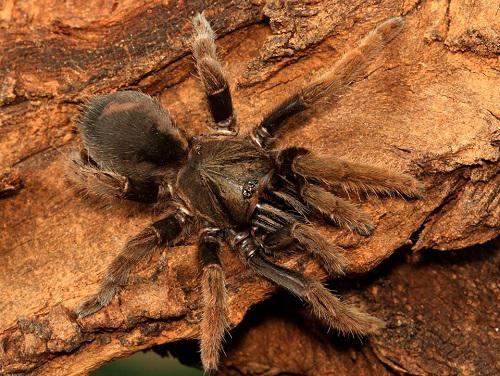 Haploclastus cervinus.