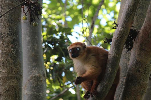 Female blue-eyed black lemur (E. flavifrons) in Ankarafa Forest.