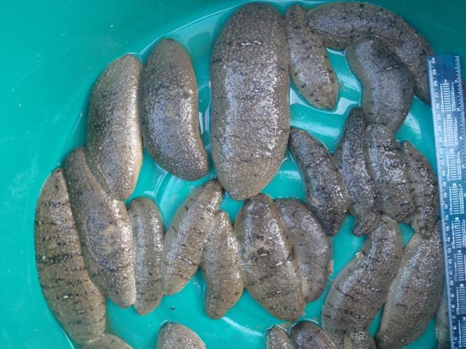 Small sea cucumbers for stocking pond.
