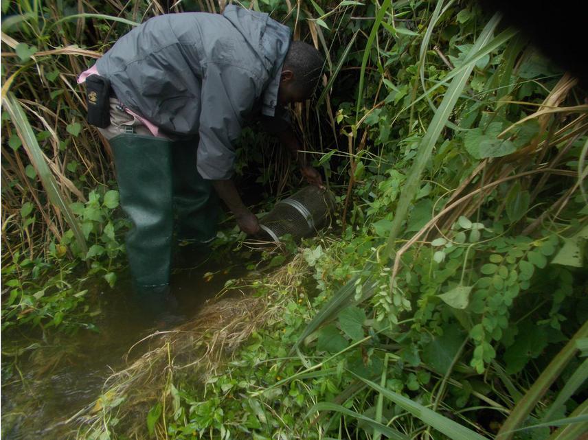 Setting Minnow fish trap during fish biodiversity assesments.