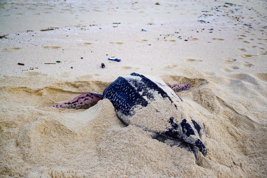 Leatherback turtle.