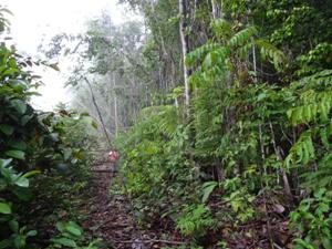 Forest edge of Dimona reserve (100ha). Biological Dynamics of Forest Fragments Project (BDFFP).