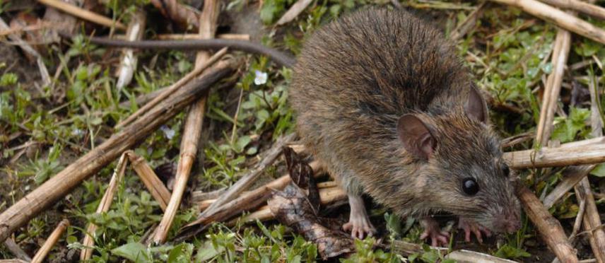 Rattus species.