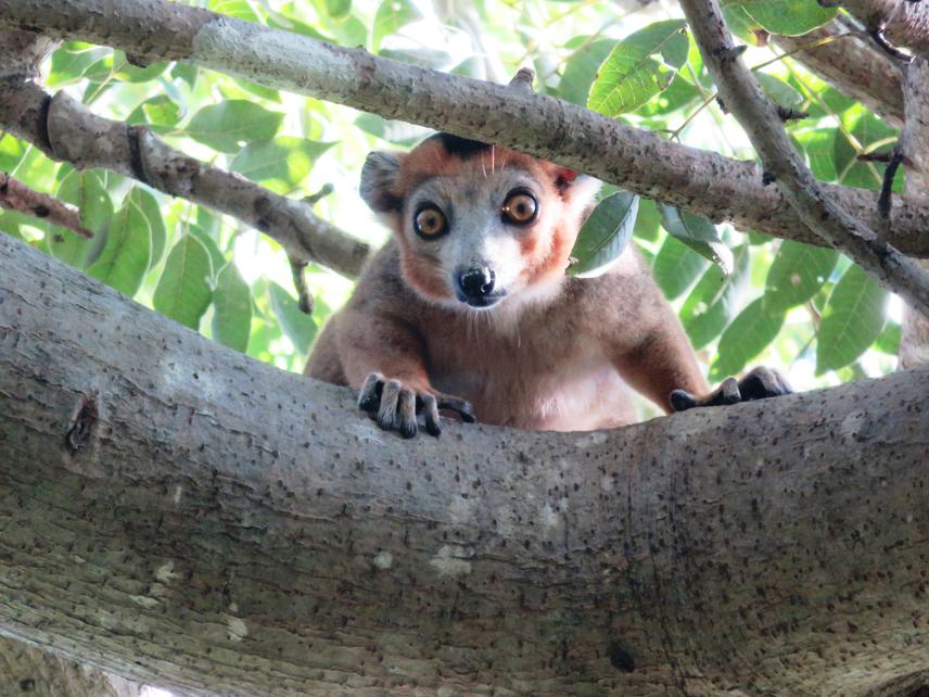 Eulemur coronatus.