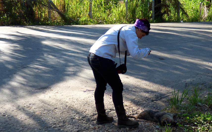 Roadkill sampling in the study area. Photo by F.L. Meza-Joya.