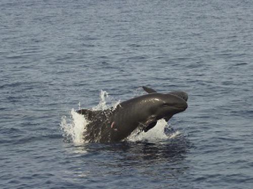 False killer whale, mom and calf.