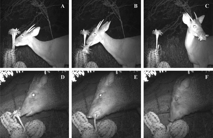 Vertebrate florivory by Mazama americana (a–c) and Pecari tajacu (d–f) on Echinopsis rhodotricha in the Brazilian Chaco.