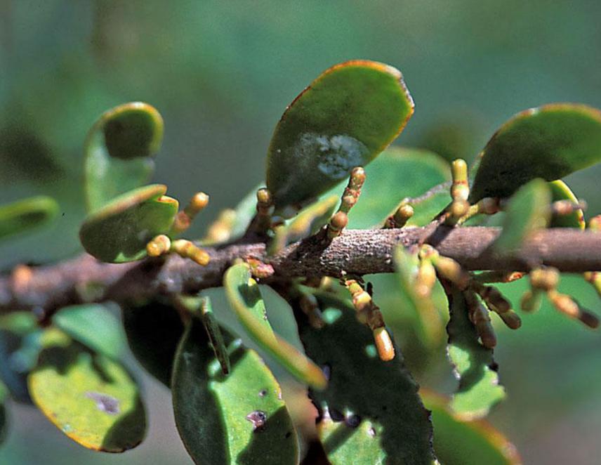 Taxillus kaempferi