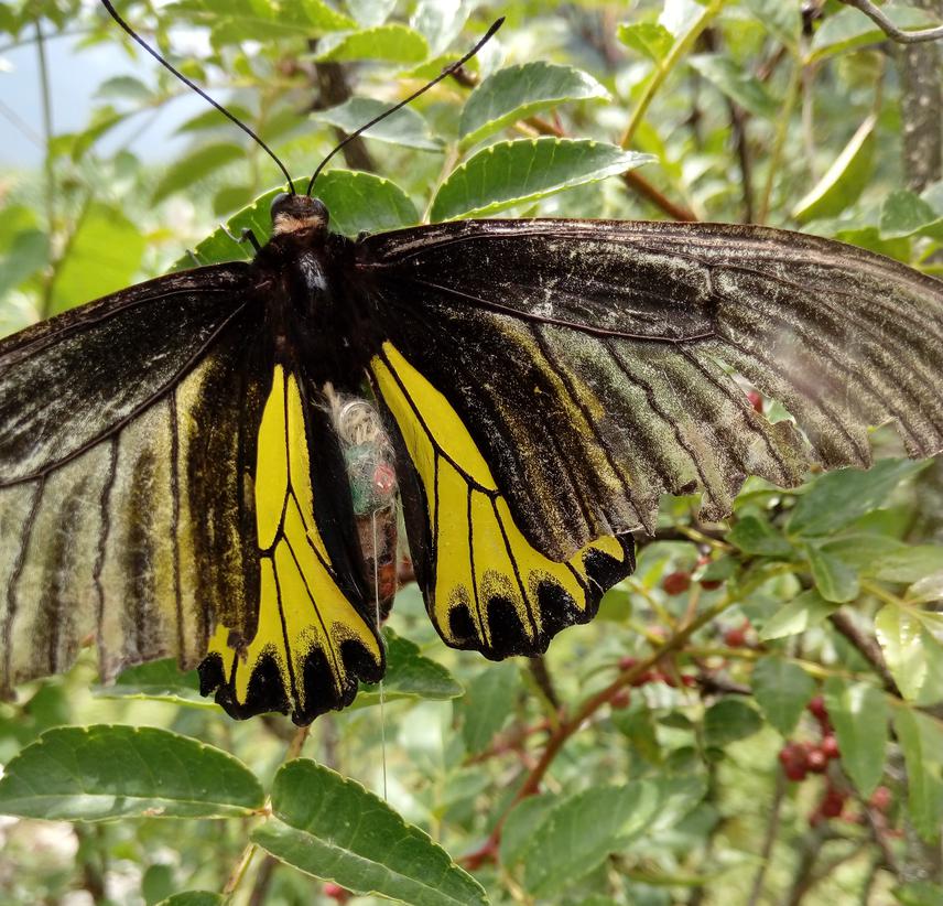 Troides with transmitter attached.