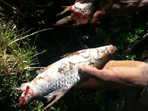 Food remains of otters.