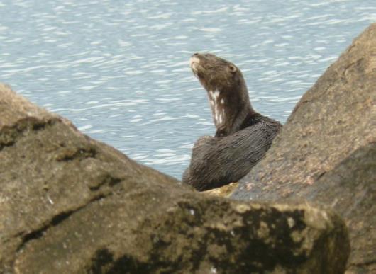 18861-1  Otter.png