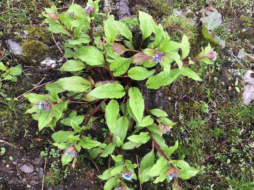 High Altitude Fern species.