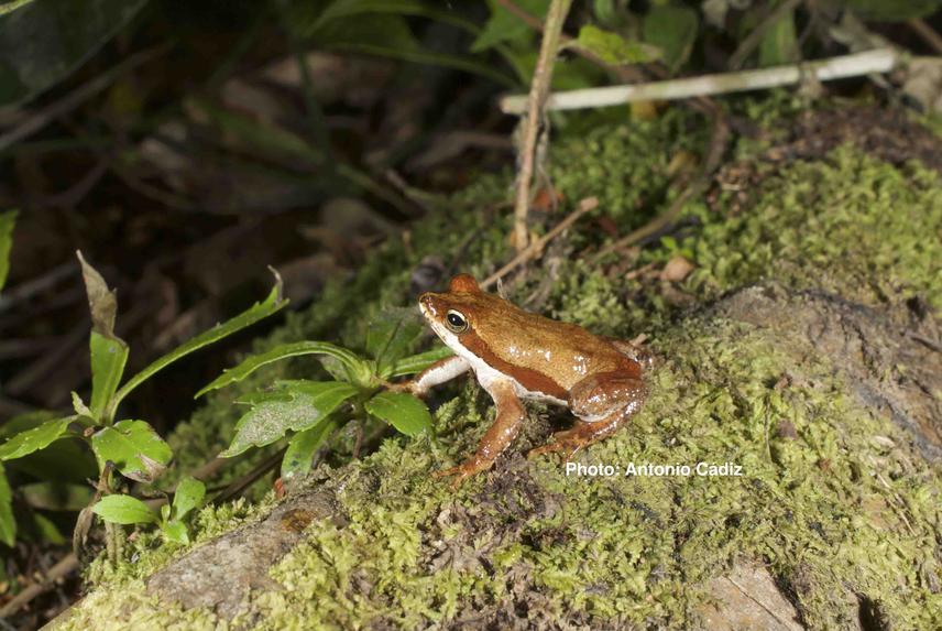 Adult B longinasus. © Antonio Cadiz.
