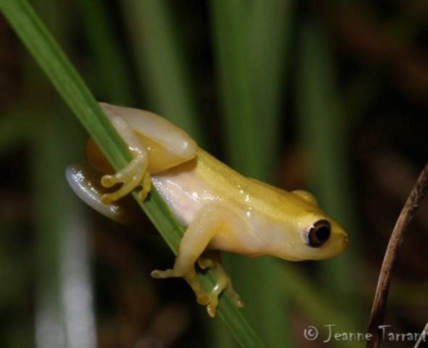 Pickersgill's Reed Frog Fairbreeze Wetland.