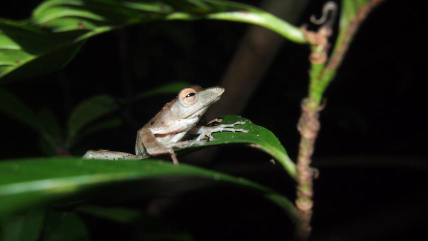 Polypedates colleti.