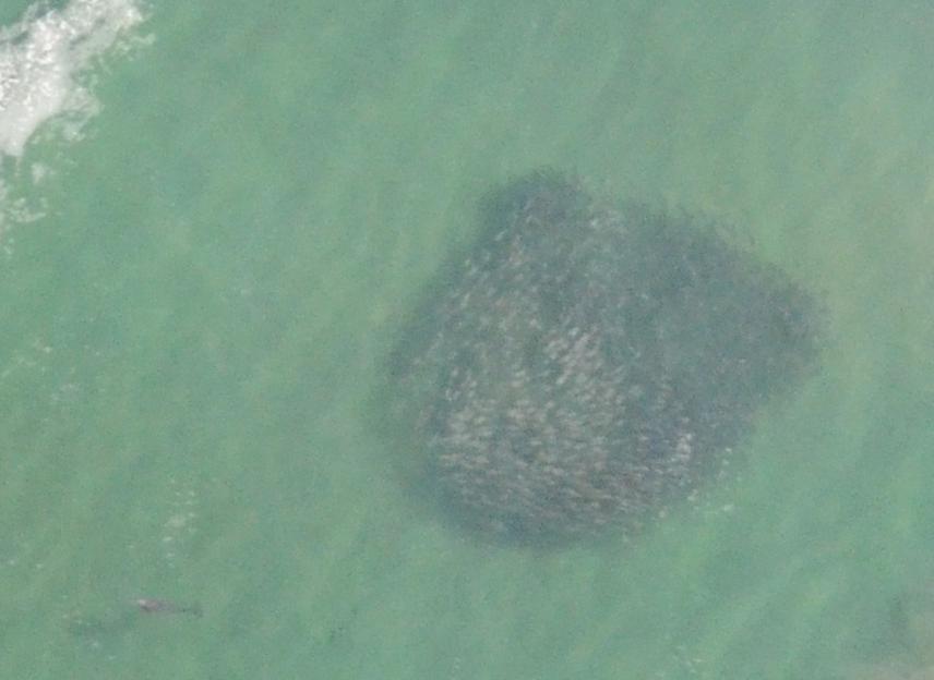 Bait balls along Garden Route.