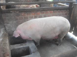 Piggery project at the demostration site.