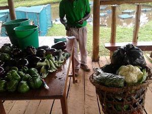 Quality and on demand vegetables produced by farmers with use of manure from pigs