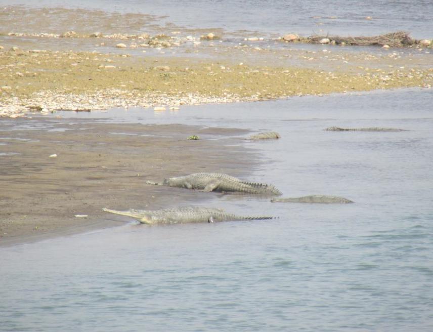 Adult breeding female gharials at the edge of Narayani River.