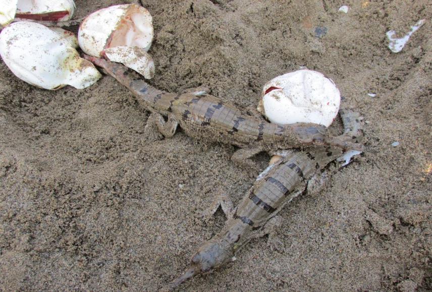 Gharial hatchlings emerging from exsitu incubated eggs in Amaltari.